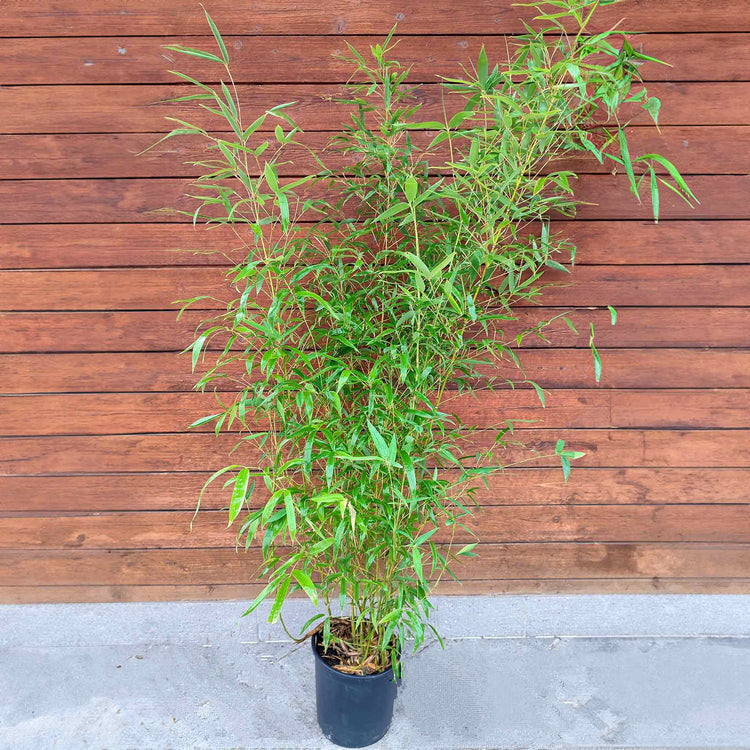 Bamboo Plant 'Phyllostachys Aurea'