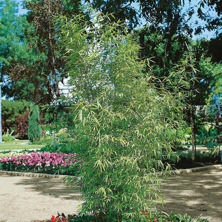 Bamboo Plant 'Phyllostachys Aurea'