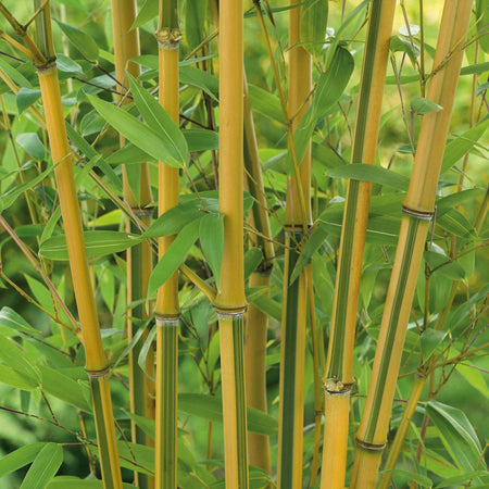 Bamboo Plant 'Phyllostachys Aureosulcata'