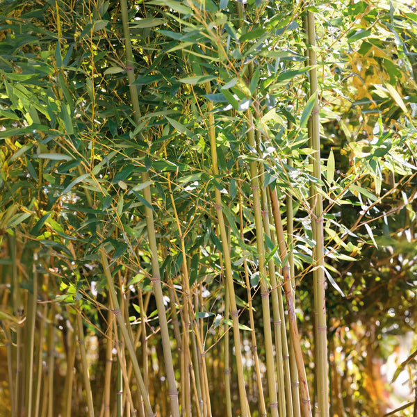 Bamboo Plant 'Phyllostachys Aureosulcata'