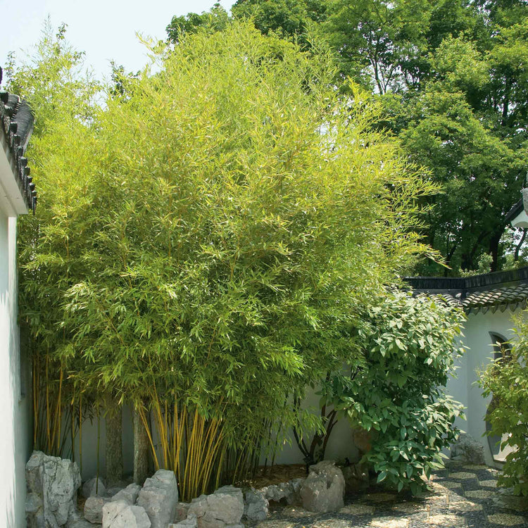 Bamboo Plant 'Phyllostachys Aureosulcata'