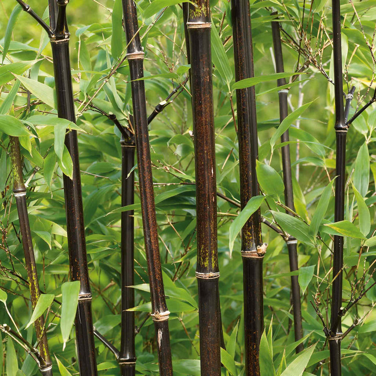 Bamboo Plant 'Phyllostachys Nigra'