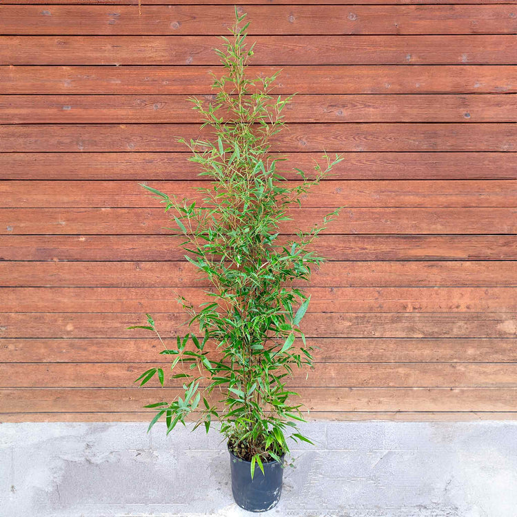 Bamboo Plant 'Phyllostachys Nigra'