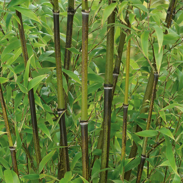 Bamboo Plant 'Phyllostachys Nigra'