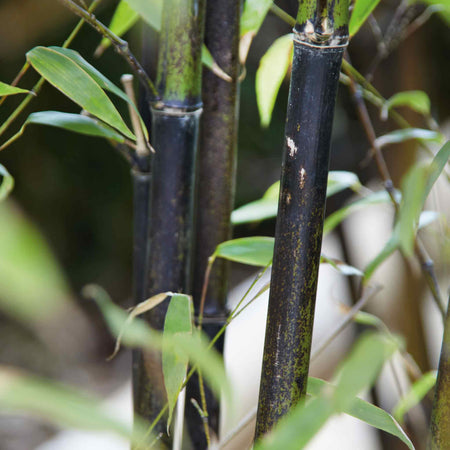 Bamboo Plant 'Phyllostachys Nigra'