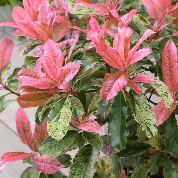 Photinia Plant 'Pink Crispy'