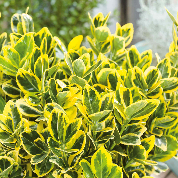 Euonymus Plant 'Aureus'