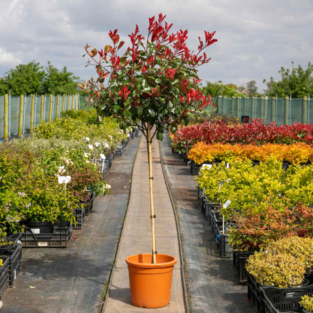 Photinia Plant 'Red Robin'