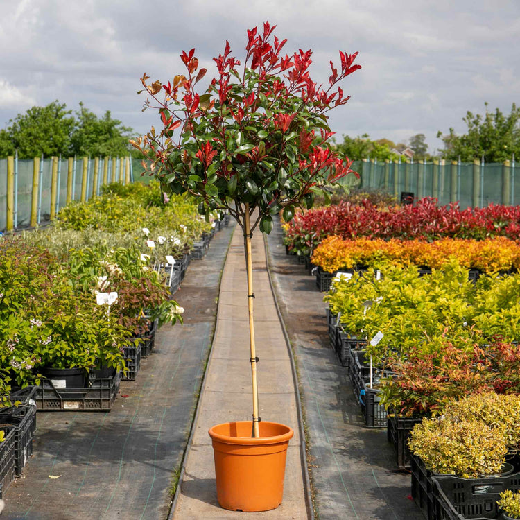 Photinia Plant 'Red Robin'