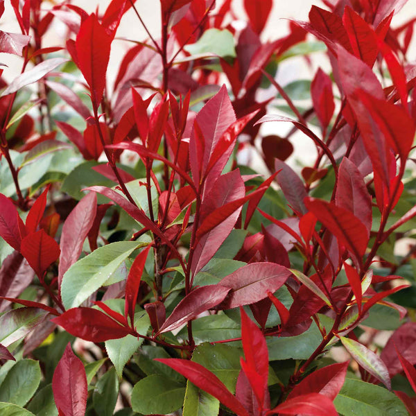 Photinia Plant 'Red Robin'