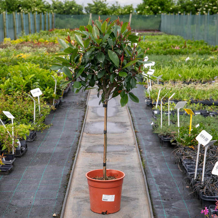 Photinia Plant 'Red Robin'