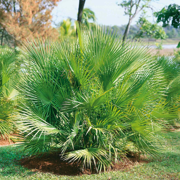 Chamaerops Humilis Palm Tree