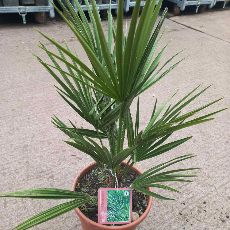 Chamaerops Humilis Palm Tree