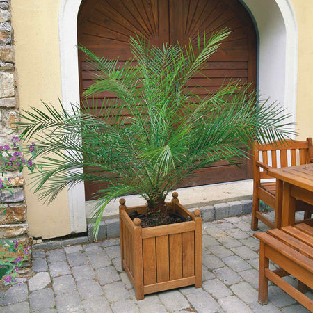 Phoenix Canariensis Palm Tree