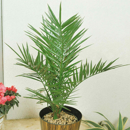 Phoenix Canariensis Palm Tree