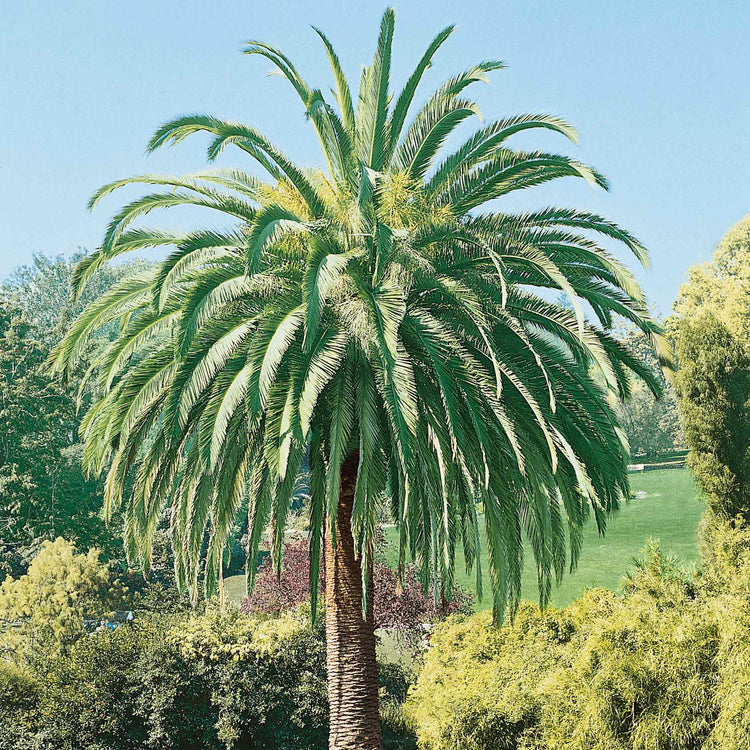 Phoenix Canariensis Palm Tree