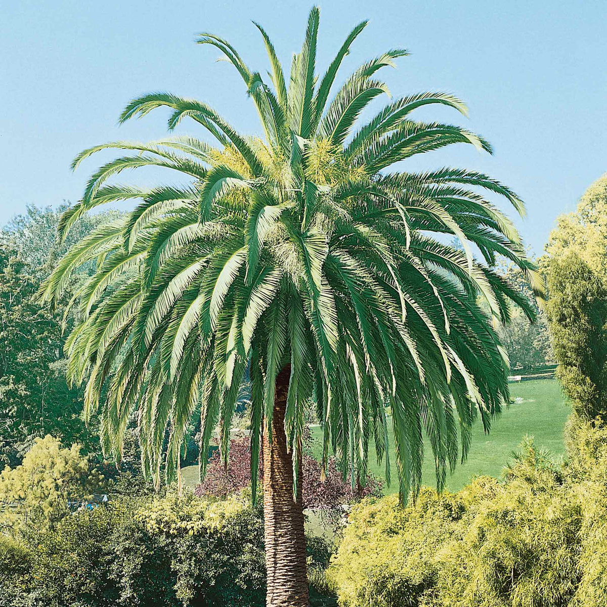 Phoenix Canariensis Palm Tree | Marshalls Garden