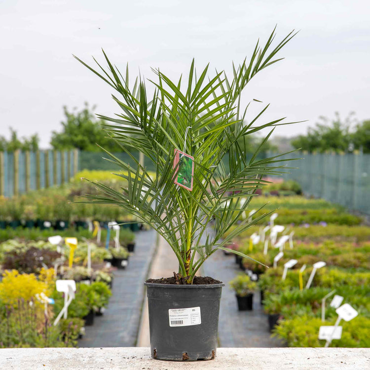 Phoenix Canariensis Palm Tree