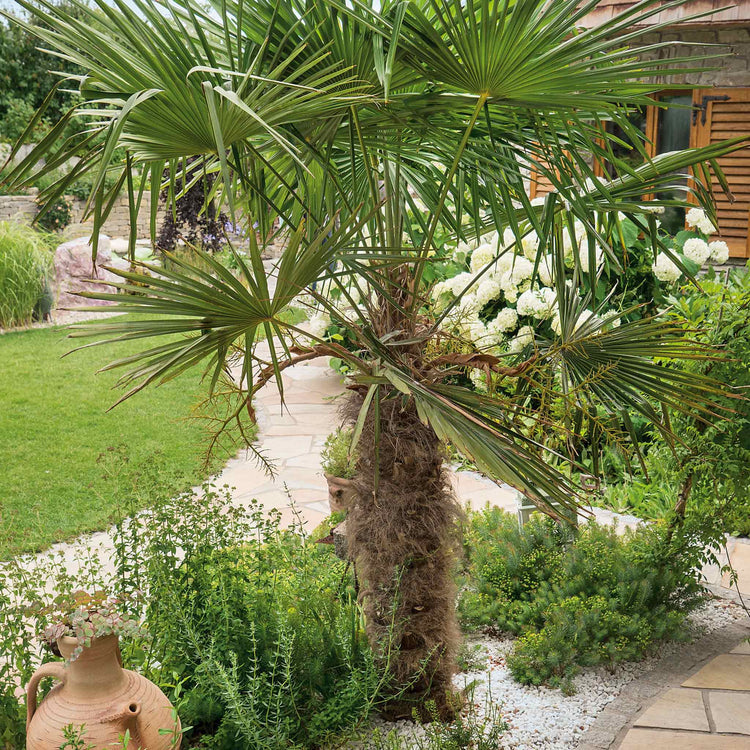 Trachycarpus Fortunei Palm Tree