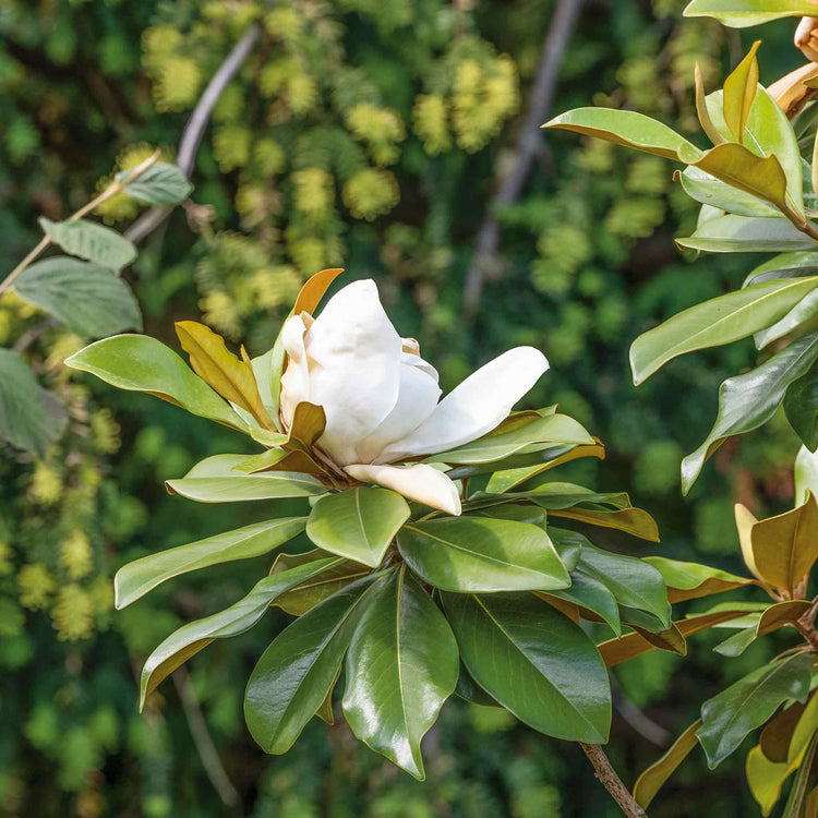 Magnolia Plant 'Grandiflora'