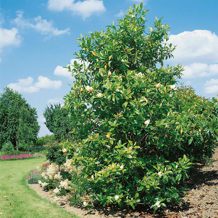 Magnolia Plant 'Grandiflora'