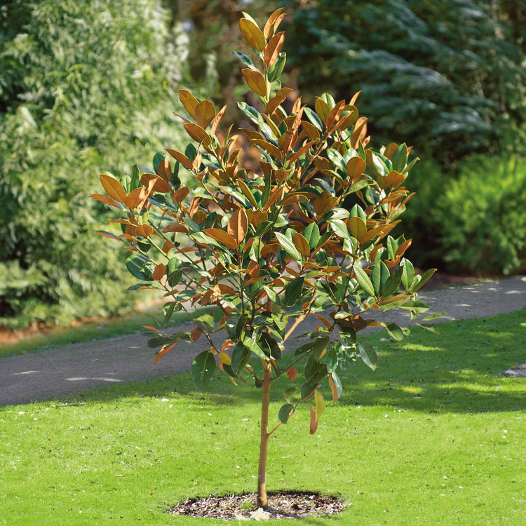 Magnolia Plant 'Grandiflora'