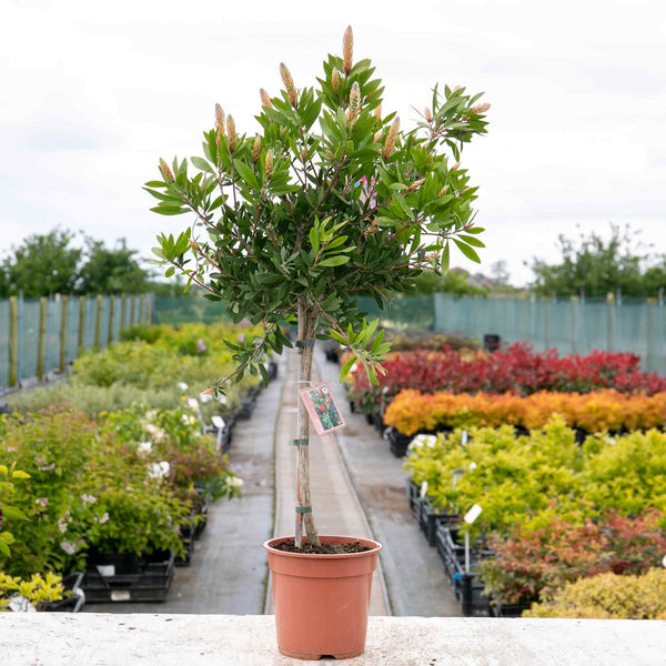 Callistemon Plant 'Laevis'