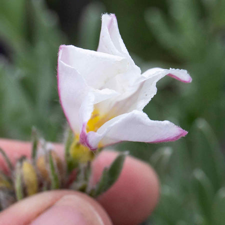 Convolvulus Cneorum Plant