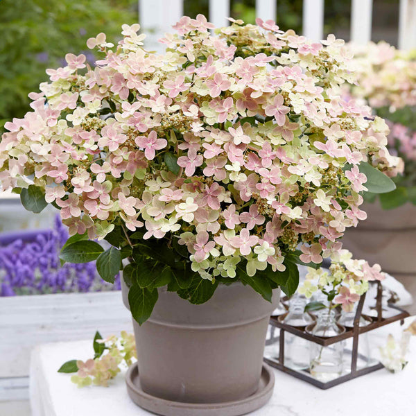 Hydrangea Plant 'Polestar'