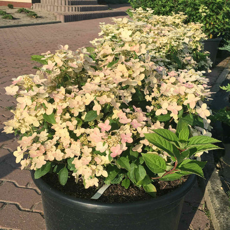 Hydrangea Plant 'Polestar'