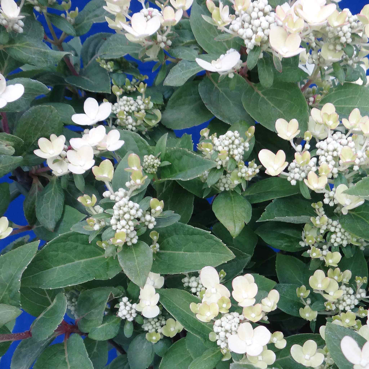 Hydrangea 'Polestar' - 9cm Potted Plant | Buy Hydrangea Plants Online ...