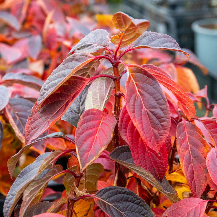 Hydrangea Plant 'Polestar'
