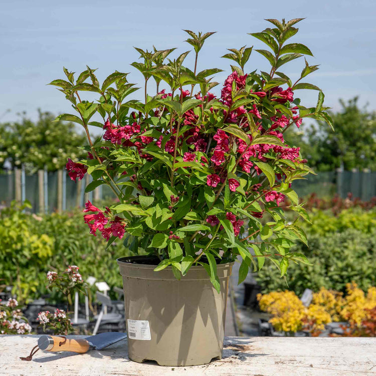 Weigela Plant 'Bristol Ruby'