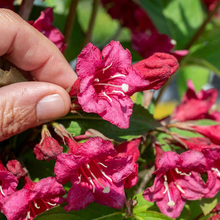 Weigela Plant 'Bristol Ruby'