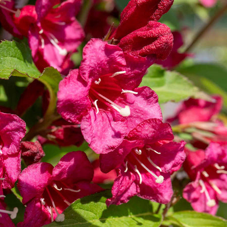 Weigela Plant 'Bristol Ruby'