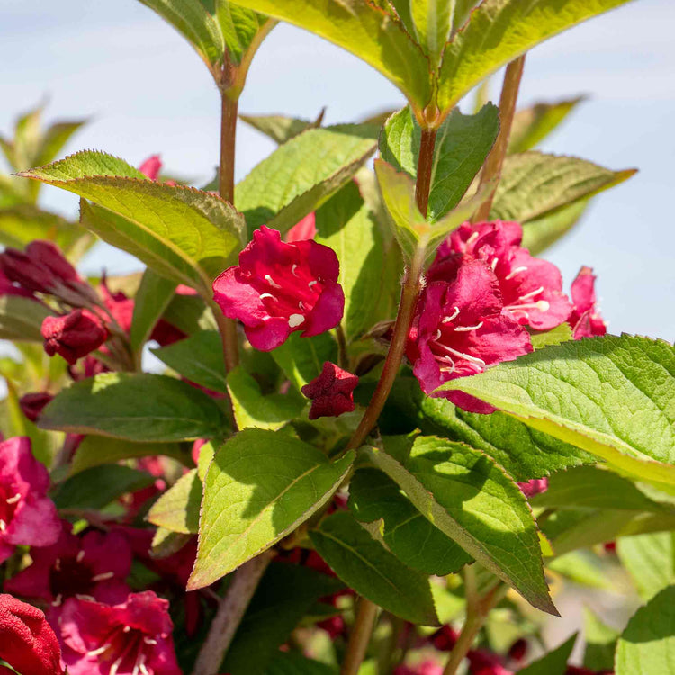 Weigela Plant 'Bristol Ruby'