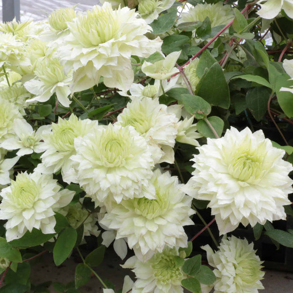 Clematis Plant 'Manju'