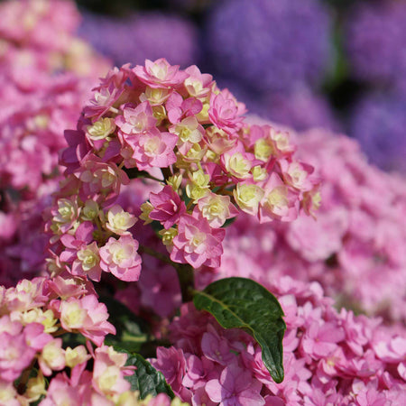 Hydrangea Plant 'Together'