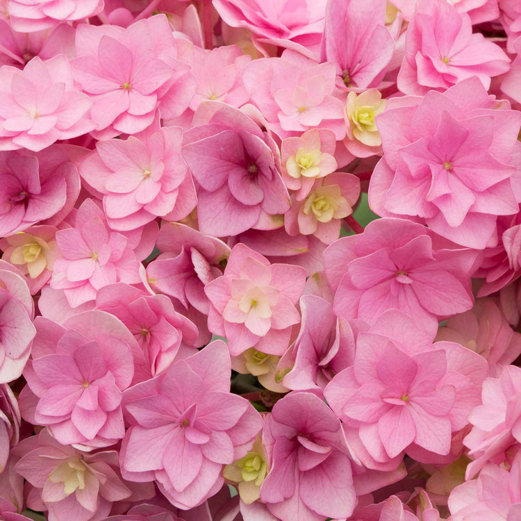 Hydrangea Plant 'Together'