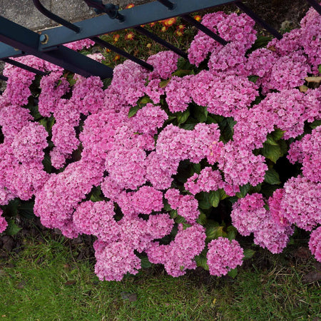 Hydrangea Plant 'Together'