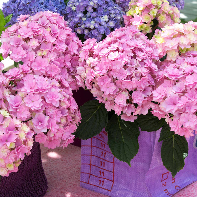 Hydrangea Plant 'Together'