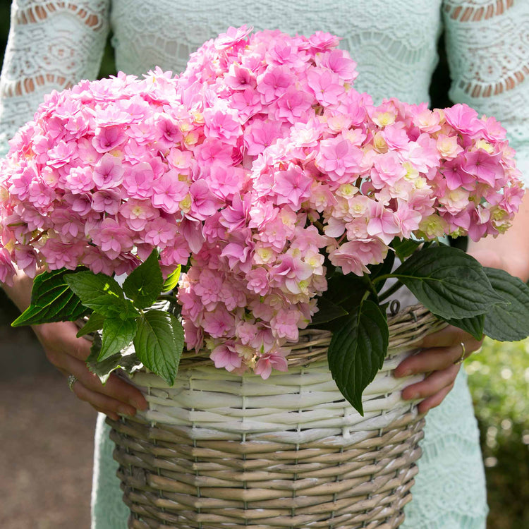 Hydrangea Plant 'Together'