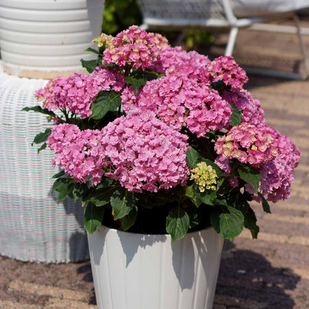 Hydrangea Plant 'Together'