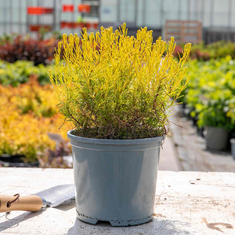 Santolina rosmarinifolia Plant 'Lemon Fizz'