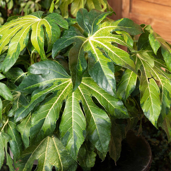 Fatsia Plant 'Camourflage'