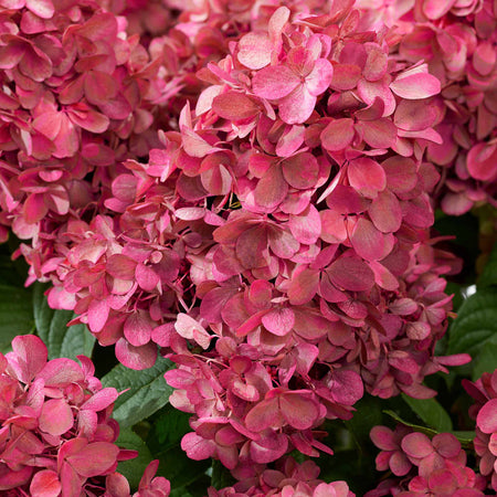 Hydrangea Plant 'Bonfire'