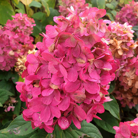 Hydrangea Plant 'Bonfire'