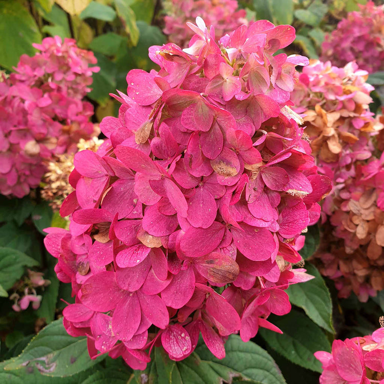 Hydrangea Plant 'Bonfire'