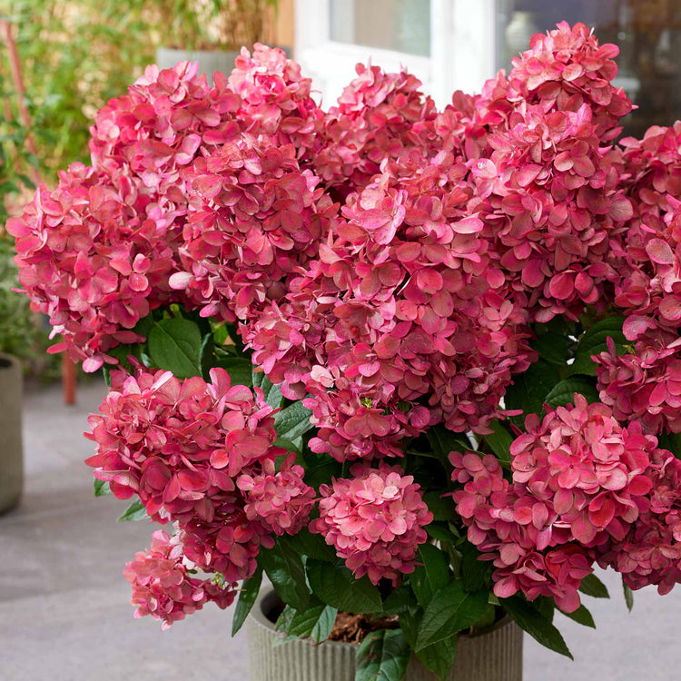 Hydrangea Plant 'Bonfire'