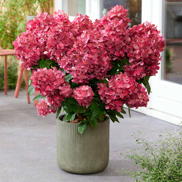 Hydrangea Plant 'Bonfire'